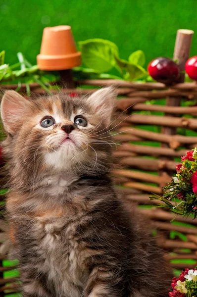 Gatinho Bonito Cerca Decorativa Wattle Sobre Fundo Verde Brilhante — Fotografia de Stock