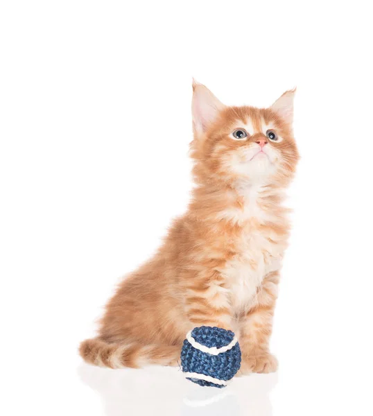 白い背景に分離された糸ボールおもちゃでメインクーン子猫 — ストック写真
