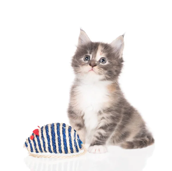 Maine Coon Gatito Con Juguete Ratón Aislado Sobre Fondo Blanco — Foto de Stock