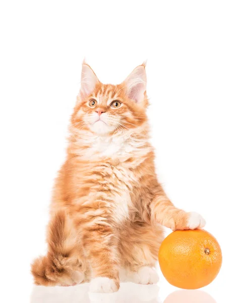 白い背景に分離された新鮮なオレンジ色の果物とふわふわのメインクーン子猫 — ストック写真