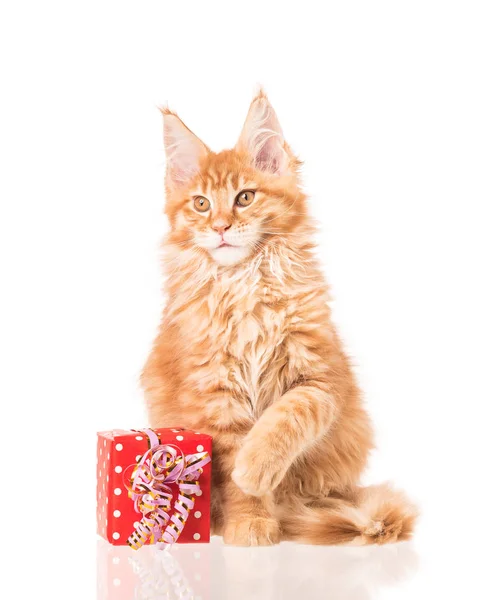 Fluffy Maine Coon Gatinho Com Uma Caixa Presente Isolada Sobre — Fotografia de Stock