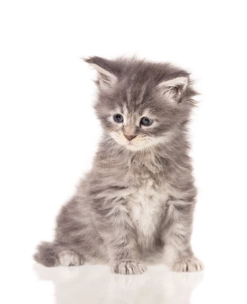 Yumuşak Maine Rakun Kedi Yavrusu Beyaz Arka Planda Izole Edilmiş — Stok fotoğraf