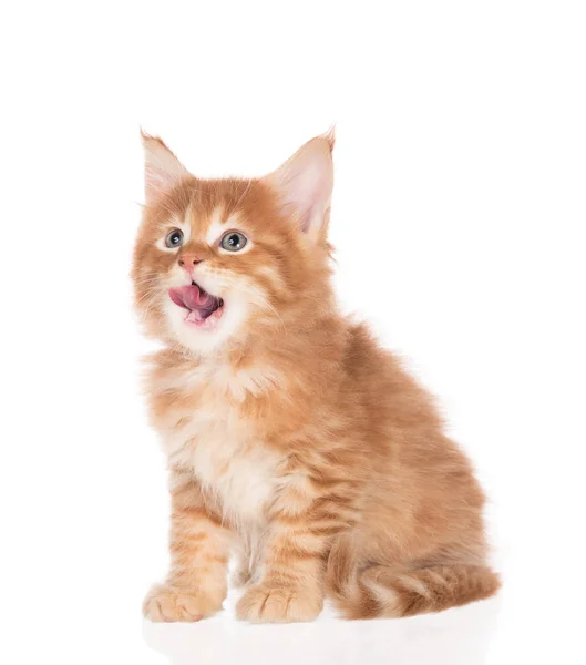 Fluffy Maine Coon Kattunge Isolerad Över Vit Bakgrund — Stockfoto