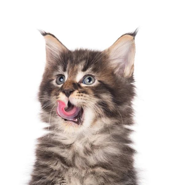 Flauschige Maine Coon Kätzchen Isoliert Über Weißem Hintergrund — Stockfoto