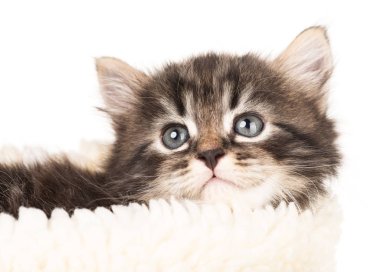 Şirin yeni doğan yavru kedi sıcak örme kazak beyaz arka plan üzerinde izole