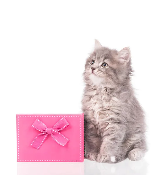 Niedliche Flauschige Kätzchen Mit Geschenkbox Isoliert Über Weißem Hintergrund — Stockfoto