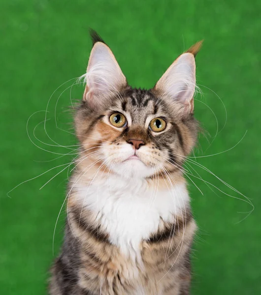 Schattig Maine Coon Kitten Portret Achtergrond Van Heldere Groen Gras — Stockfoto