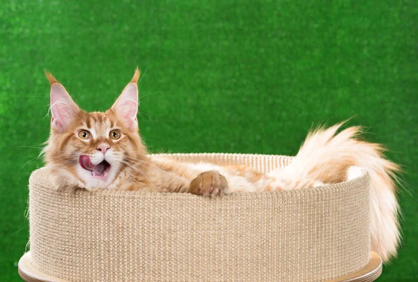 Maine Coon Kitten Scratching Stone Green Grass Background — Stock Photo, Image