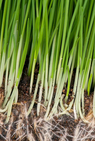 Helles Grünes Gras Mit Wurzeln Organischen Boden — Stockfoto