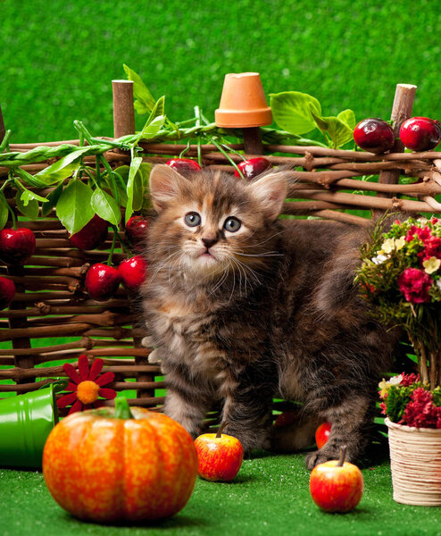 Cute kitten on the decorative wattle fence over bright green background