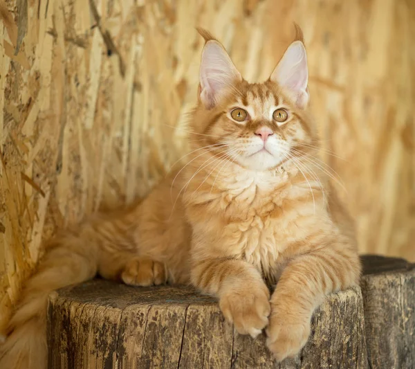 Cute Maine Coon Young Cat Stump Open Air Cage — Stock Photo, Image