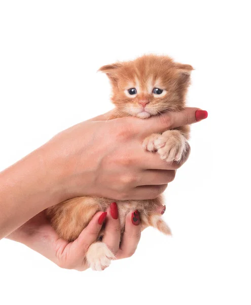 Flauschiges Neugeborenes Maine Coon Kätzchen Auf Der Weiblichen Hand Isoliert — Stockfoto