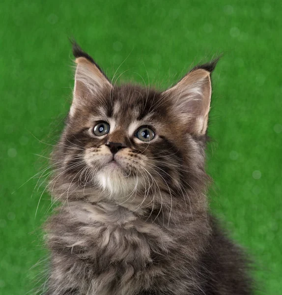 Cute Maine Coon Kitten Portrait Bright Green Grass Background — Stock Photo, Image