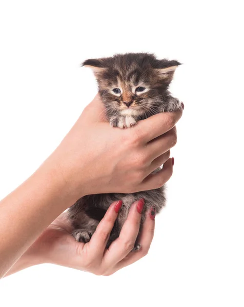 Flauschiges Neugeborenes Maine Coon Kätzchen Auf Der Weiblichen Hand Isoliert — Stockfoto