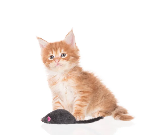 Maine Coon Gatito Con Juguete Ratón Aislado Sobre Fondo Blanco —  Fotos de Stock