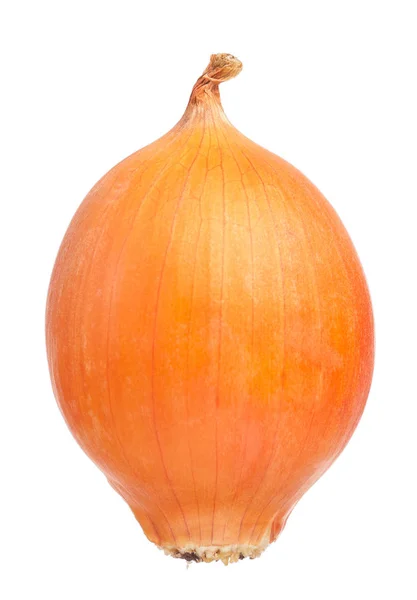 Raw Yellow Onion Isolated White Background Cutout — Stock Photo, Image