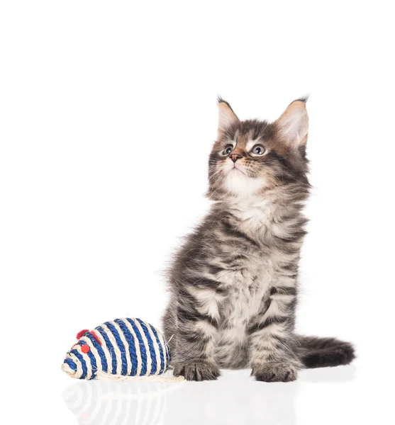 Maine Coon Chaton Avec Souris Jouet Isolé Sur Fond Blanc — Photo