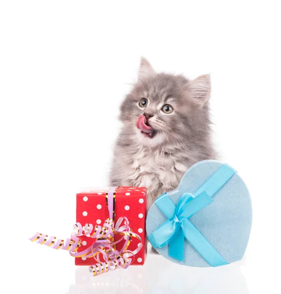 Leuk Pluizig Katje Met Luxe Geschenketui Geïsoleerd Witte Achtergrond — Stockfoto