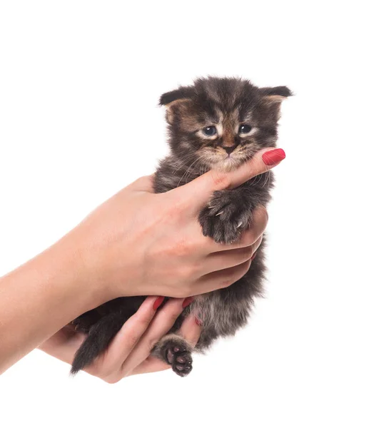 Nadýchané Novorozence Maine Coon Kitten Ženské Ruce Izolované Bílém Pozadí — Stock fotografie