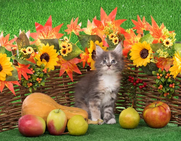 Niedliches Maine Coon Kätzchen Auf Dem Dekorativen Weidezaun Über Hellgrünem — Stockfoto