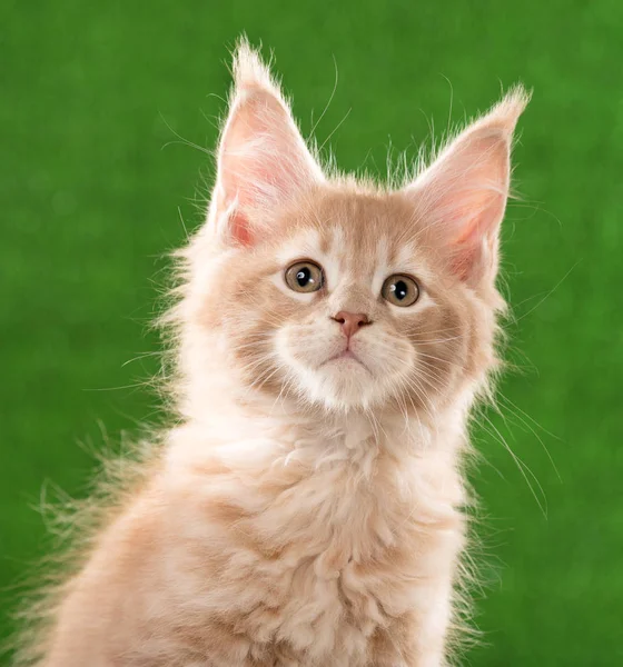 Retrato Maine Coon Gatito Sobre Verde Hierba Fondo —  Fotos de Stock