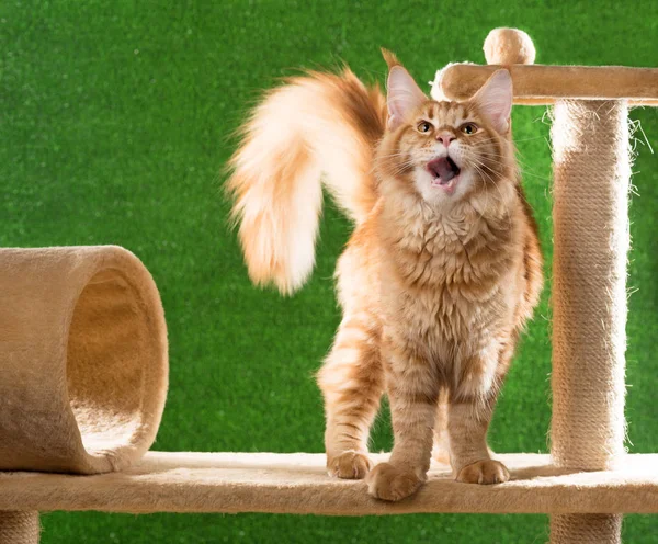 Maine Coon Gatinho Scratching Pedra Sobre Fundo Grama Verde — Fotografia de Stock