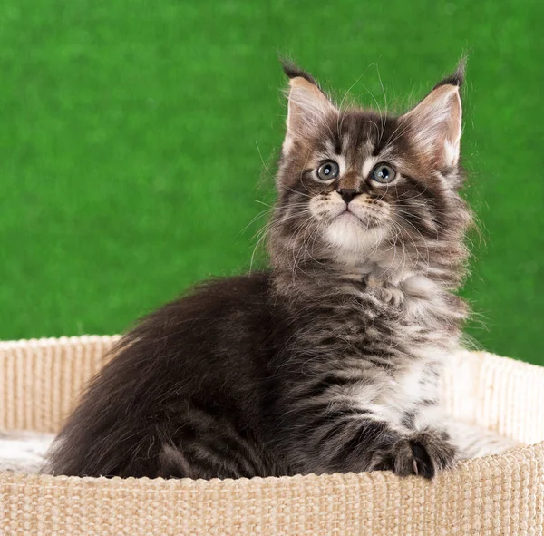 Maine Coon Gatito Rasguño Piedra Sobre Verde Hierba Fondo —  Fotos de Stock