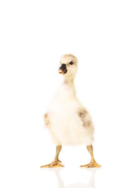 Cute Little Gosling Isolated White Background — Stock Photo, Image