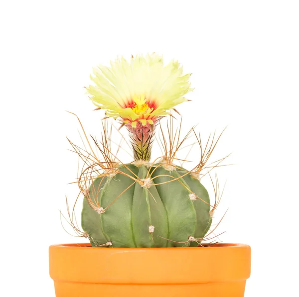 Flor Cactus Brillante Maceta Aislada Sobre Fondo Blanco — Foto de Stock