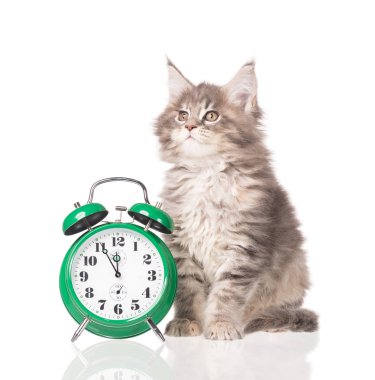 Yumuşak Maine Rakun kedi yavrusu beyaz arka planda izole edilmiş