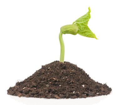 Beyaz arka plan üzerinde izole organik toprak yığını içinde genç filiz