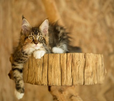 Açık Hava kafeste güdük üzerinde şirin Maine Coon genç kedi