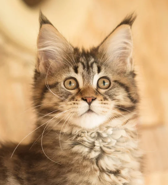 Schattig Maine Coon Kitten Stomp Openlucht Kooi — Stockfoto