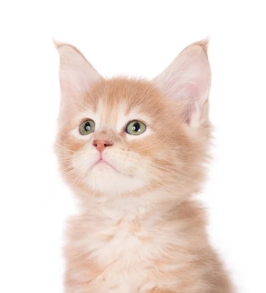 Fluffy Maine Coon Gatito Aislado Sobre Fondo Blanco —  Fotos de Stock