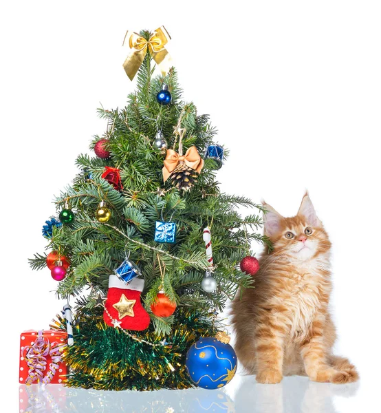 Flauschige Maine Coon Kätzchen Mit Neujahr Fichte Isoliert Über Weißem Stockfoto