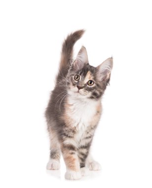 Yumuşak Maine Rakun kedi yavrusu beyaz arka planda izole edilmiş