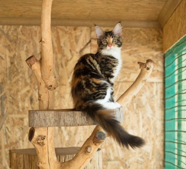 Tatlı Maine Rakunu açık hava kafesinde kütüğün üzerinde.