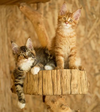 Açık hava kafeste güdük üzerinde şirin Maine Coon yavru kedi