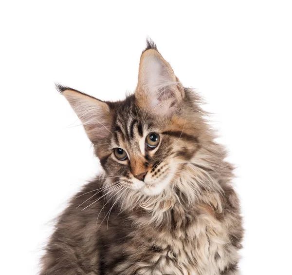 Fluffy Maine Coon Gatito Aislado Sobre Fondo Blanco —  Fotos de Stock