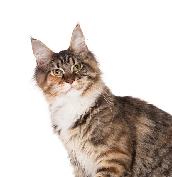 Fluffy Maine Coon Gatito Aislado Sobre Fondo Blanco —  Fotos de Stock