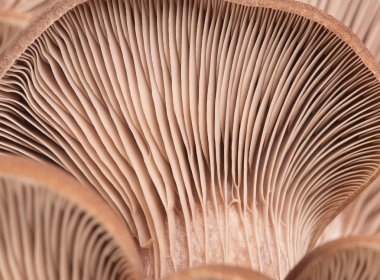 Lamellar mantar doku yakın çekim ile taze istiridye mantar