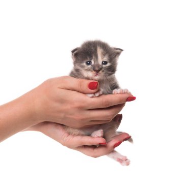 Beyaz arka planda yalıtılmış dişi eldeki tüylü Maine Rakunu kedi yavrusu