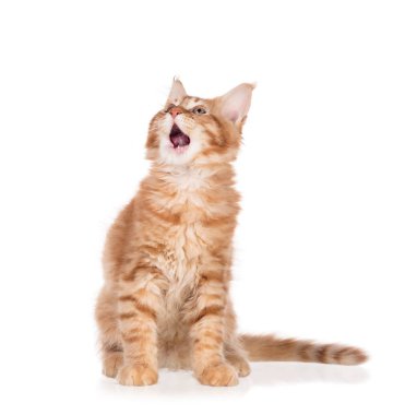 Beyaz arka plan üzerinde izole onun dudak yalama kabarık Maine Coon yavru kedi