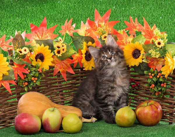 Cute Maine Coon kitten on the decorative wattle fence over bright green background