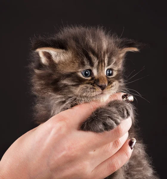 Flauschiges Maine Coon Kätzchen Auf Der Weiblichen Hand Über Schwarzem — Stockfoto
