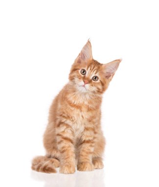 Yumuşak Maine Rakun kedi yavrusu beyaz arka planda izole edilmiş