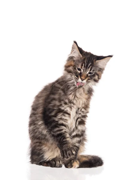 Flauschige Maine Coon Kätzchen Isoliert Über Weißem Hintergrund — Stockfoto