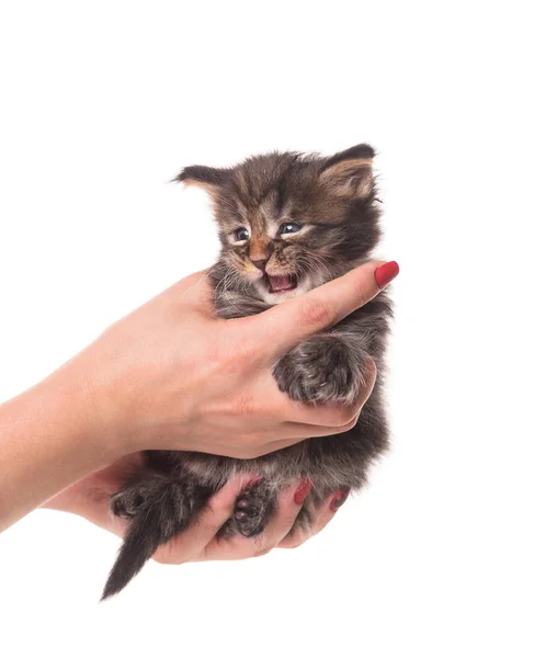 Fluffy Maine Coon Kattunge Den Kvinnliga Handen Isolerad Över Vit — Stockfoto