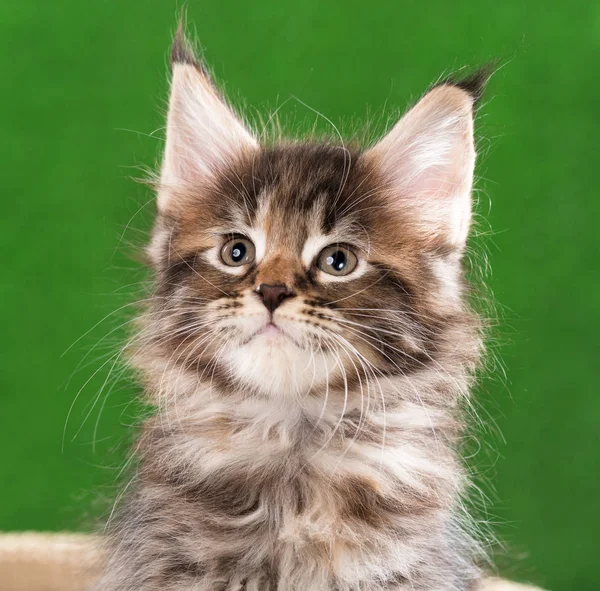 Porträtt Maine Coon Kattunge Över Grönt Gräs Bakgrund — Stockfoto