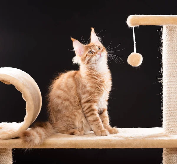 Maine Coon Kitten Scratching Stone Black Background — Stock Photo, Image